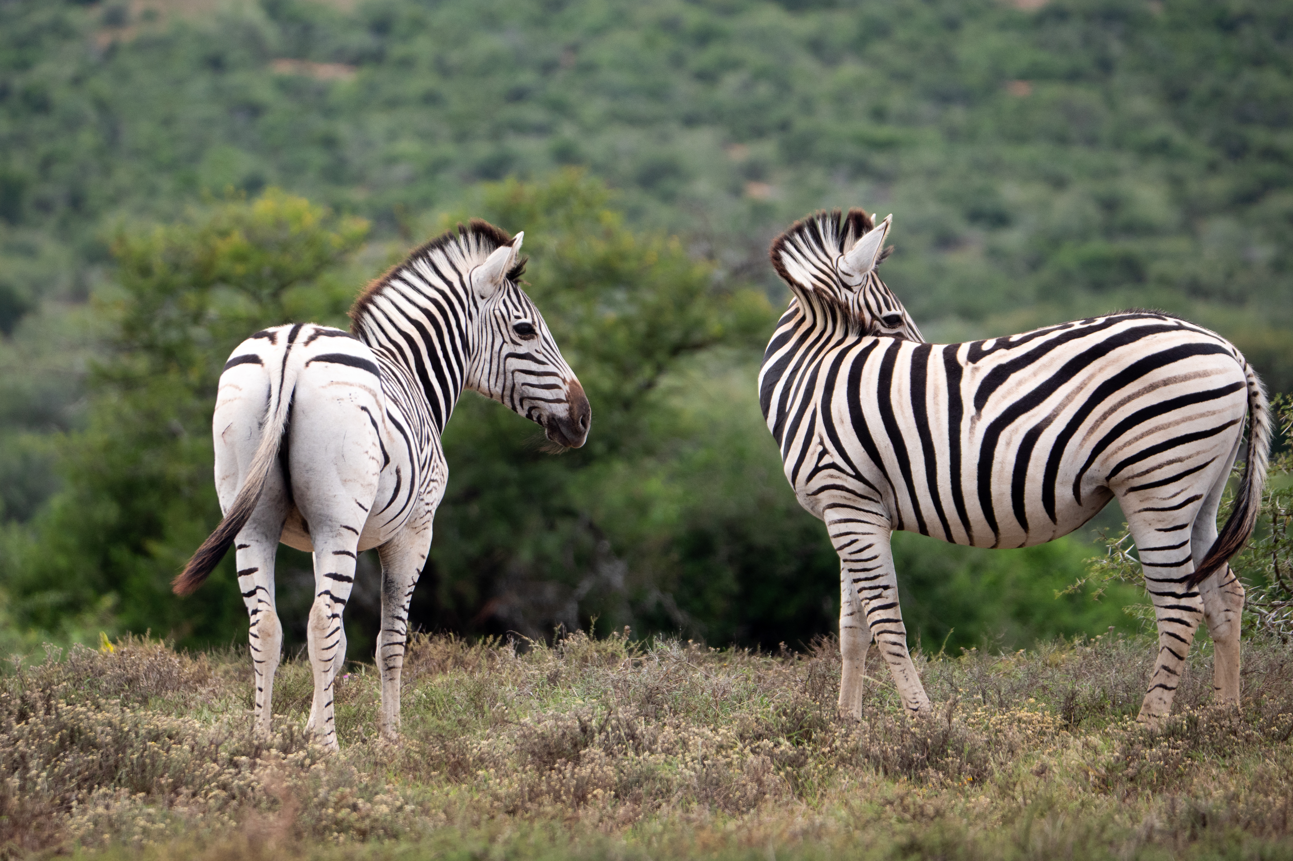 Burchell's Zebra